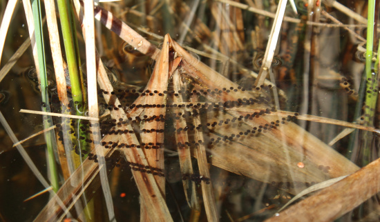 Laich der Erdkröte am Pechteich Foto: Herbert Schnabel